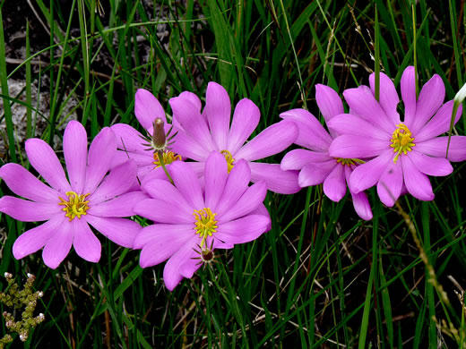 image of Sabatia decandra, Bartram's Rose-gentian