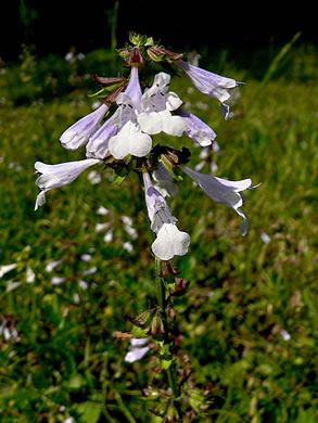 image of Salvia lyrata, Lyreleaf Sage