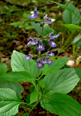 image of Salvia urticifolia, Nettleleaf Sage