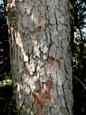 image of Sapindus saponaria var. drummondii, Western Soapberry