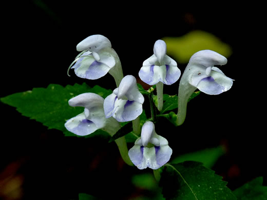 image of Scutellaria montana, Large-flowered Skullcap