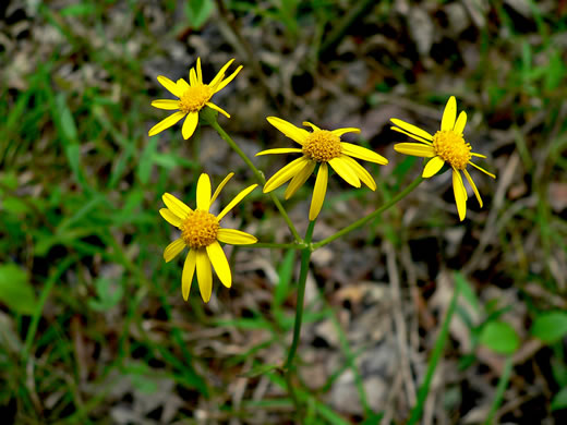 flower of Packera paupercula var. paupercula, Balsam Groundsel, Balsam Ragwort, Northern Meadow Groundsel