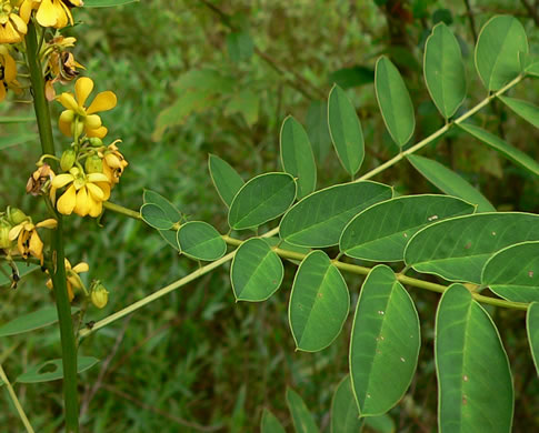 leaf or frond of Senna marilandica, Maryland Senna, Maryland Wild Senna