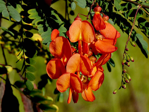 image of Sesbania punicea, Rattlebush, Purple Sesban, Scarlet Wisteria-tree, Red Sesban