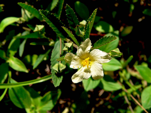 image of Sida rhombifolia var. rhombifolia, Arrowleaf Sida, Diamondleaf Fanpetal, Cuban Jute