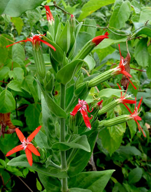 image of Silene regia, Royal Catchfly