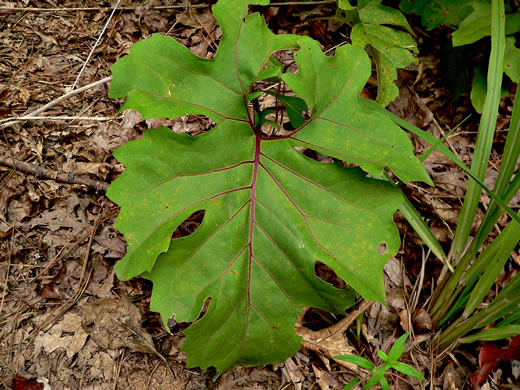 image of Silphium compositum var. compositum, Carolina Rosinweed, Compassplant, Rhubarb-leaved Rosinweed