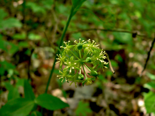 image of Smilax hugeri, Huger's Carrionflower