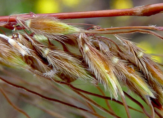 image of Sorghastrum secundum, Lopsided Indiangrass