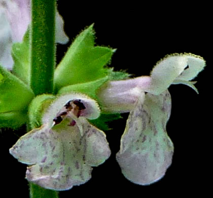 image of Stachys eplingii, Epling's Hedgenettle