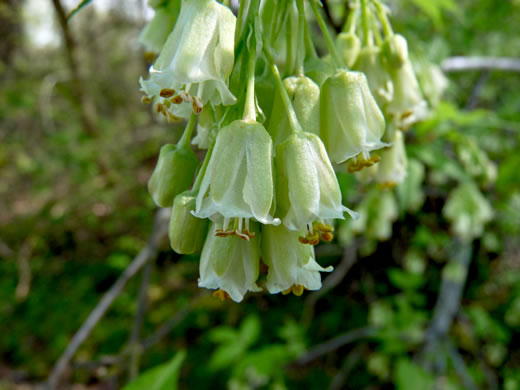 image of Staphylea trifolia, Bladdernut