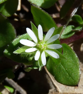 image of Stellaria media, Common Chickweed