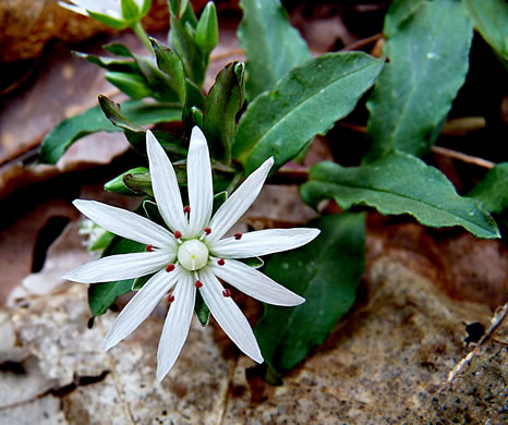 image of Stellaria pubera, Giant Chickweed, Star Chickweed, Great Chickweed, Common Starwort