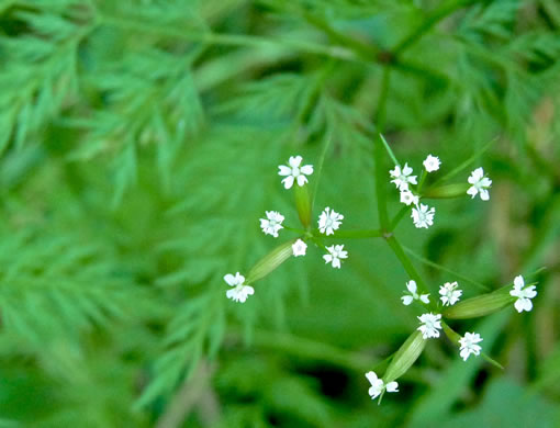 image of Trepocarpus aethusae, White-nymph