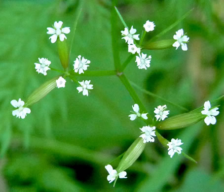 image of Trepocarpus aethusae, White-nymph