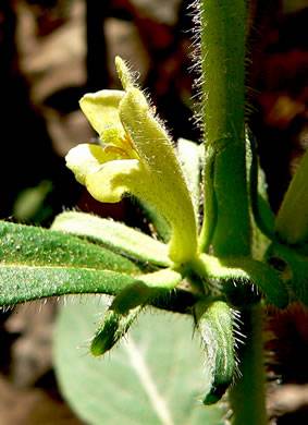 image of Triosteum angustifolium +, Yellowfruit Horse-gentian, Lesser Horse-gentian