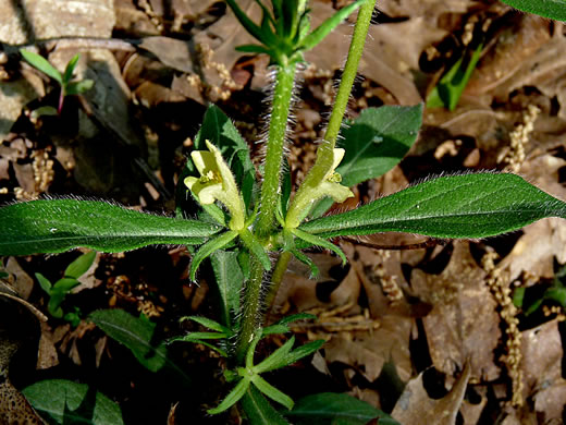 image of Triosteum angustifolium +, Yellowfruit Horse-gentian, Lesser Horse-gentian