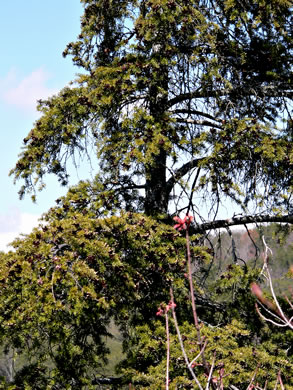 image of Tsuga caroliniana, Carolina Hemlock, Crag Hemlock