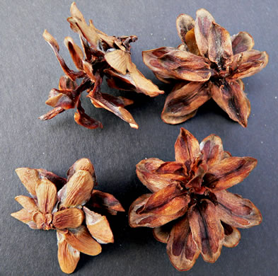 image of Tsuga caroliniana, Carolina Hemlock, Crag Hemlock