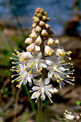 image of Tiarella wherryi, Wherry's Foamflower