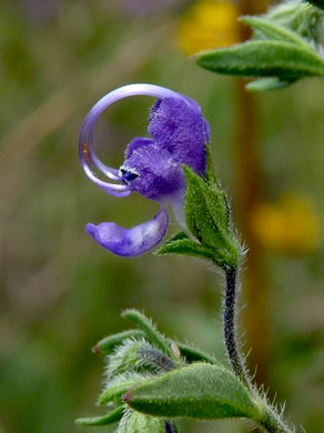 image of Trichostema dichotomum, Common Blue Curls, Forked Bluecurls
