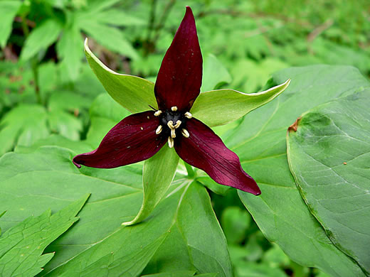 image of Trillium erectum, Red Trillium, Purple Trillium, Stinking Willie, Stinking Benjamin