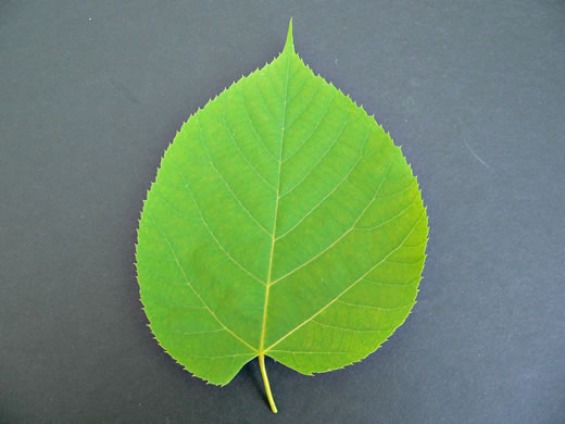 image of Tilia americana var. heterophylla, Mountain Basswood, White Basswood