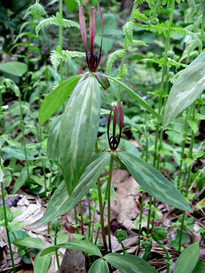 image of Trillium lancifolium, Lanceleaf Trillium, Narrowleaf Trillium