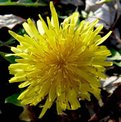 image of Taraxacum officinale, Common Dandelion