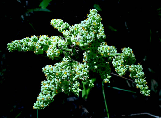 image of Toxicodendron pubescens, Poison Oak, Southeastern Poison Oak