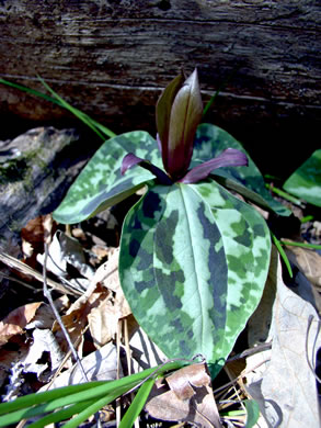 image of Trillium reliquum, Relict Trillium