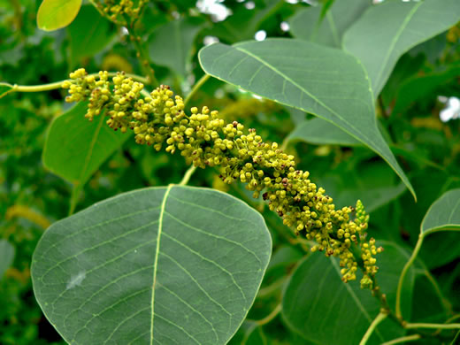 image of Triadica sebifera, Popcorn Tree, Chinese Tallow-tree