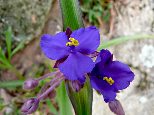 image of Tradescantia virginiana, Virginia Spiderwort