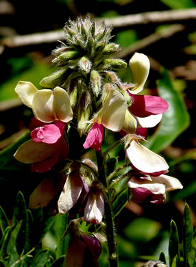 image of Tephrosia virginiana, Virginia Goat's Rue, Devil's Shoestrings