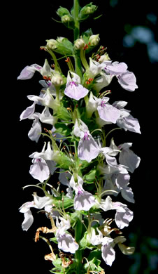 image of Teucrium canadense var. canadense, American Germander, Wood Sage, Common Germander