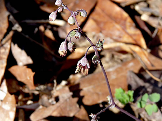 image of Thalictrum debile, Trailing Meadowrue