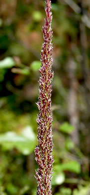 flower of Tridens strictus, Longspike Tridens, Longspike Fluffgrass, Spike Triodia