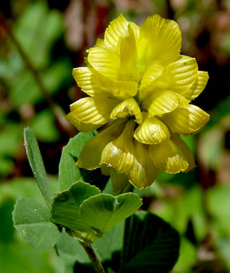 flower of Trifolium campestre, Hop Clover, Low Hop Clover, Field Clover