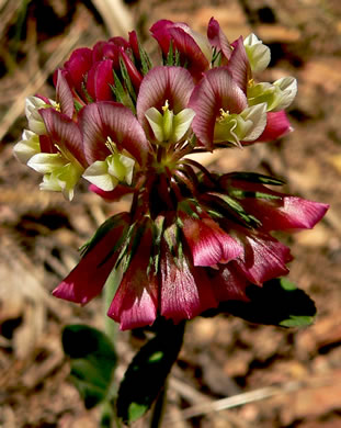 flower of Trifolium reflexum, Buffalo Clover
