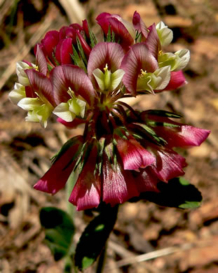 image of Trifolium reflexum, Buffalo Clover