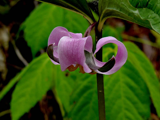 image of Trillium catesbyi, Catesby's Trillium, Rosy Wake-robin, Bashful Trillium, Rose Trillium