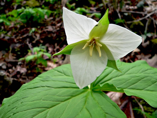 Trillium flexipes, Bent Trillium, Bent White Trillium, Bentstalk Trillium, Drooping Trillium