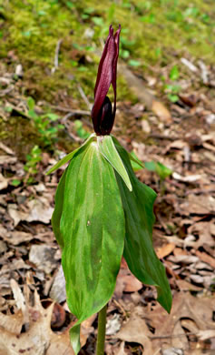 image of Trillium lancifolium, Lanceleaf Trillium, Narrowleaf Trillium