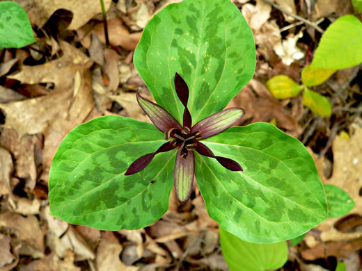 image of Trillium stamineum, Twisted Trillium, Helicopter Trillium