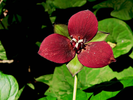 image of Trillium sulcatum, Southern Red Trillium, Barksdale's Trillium