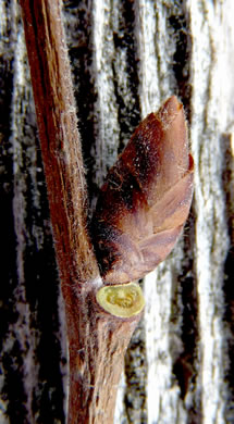 image of Ulmus americana var. americana, American Elm, White Elm