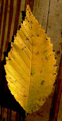 image of Ulmus americana var. americana, American Elm, White Elm