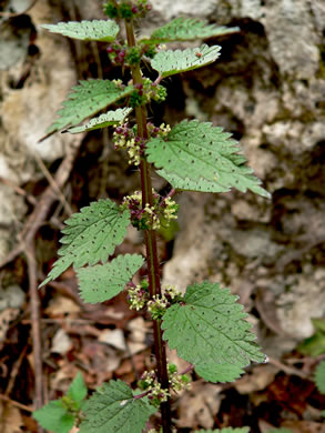 image of Urtica chamaedryoides, Weak Nettle, Dwarf Stinging Nettle, Heartleaf Nettle