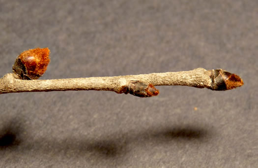 image of Ulmus rubra, Slippery Elm, Red Elm