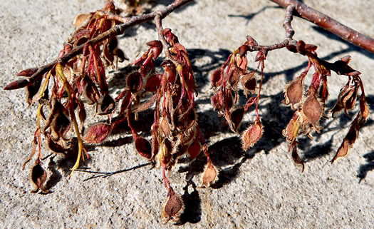 image of Ulmus serotina, September Elm, Rock Elm